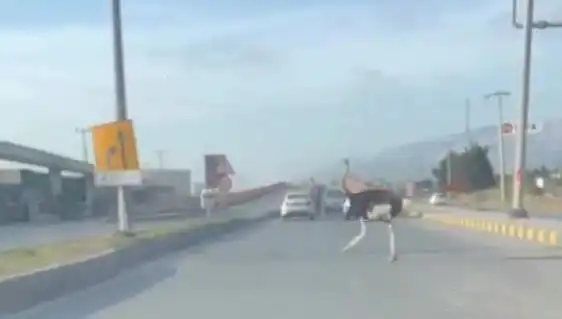 Hatay'da Trafikte Deve Kuşu Görülmesi Herkesi Şaşırttı