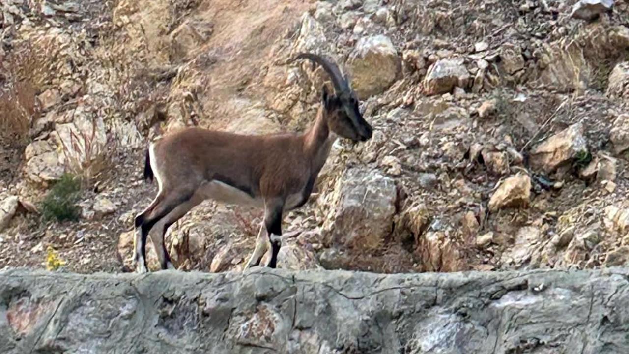 Yaban keçisini avlayan kişiye rekor ceza geldi