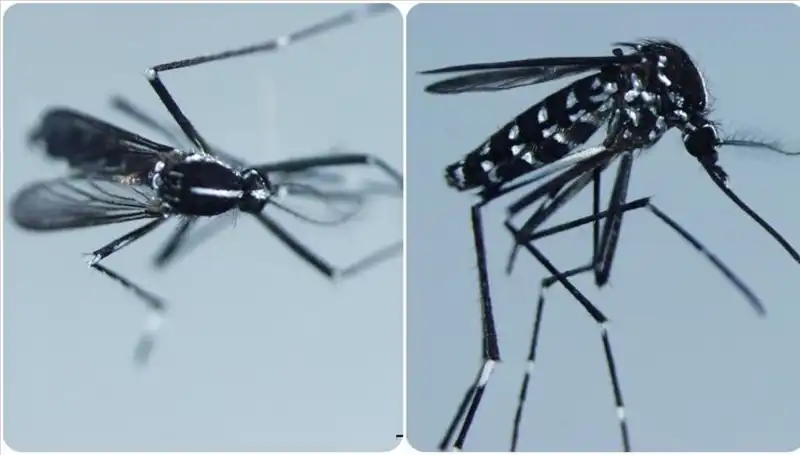 Chikungunya Virüsü: Nedir, Belirtileri ve Görüldüğü Ülkeler Hakkında Her Şey
