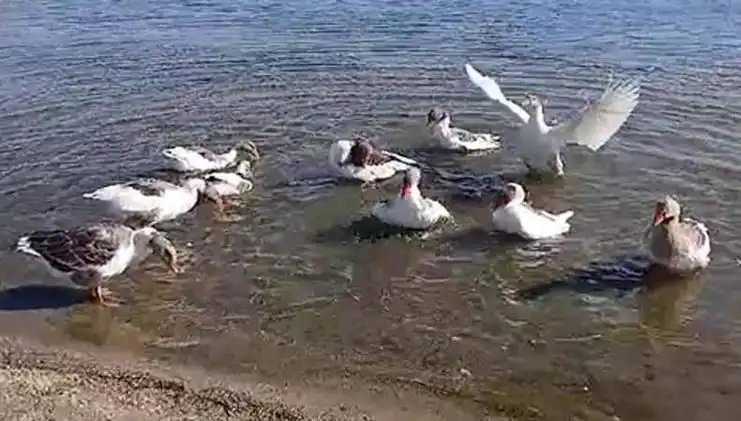 Denizde Yüzme Keyfi, Kazların Kümese Kapatılmasıyla Son Buldu!