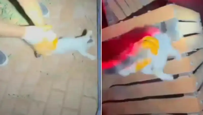 Gece Yarısı İtfaiye Ekiplerinin Kahramanlığı: Kediyi Kurtarma Operasyonu