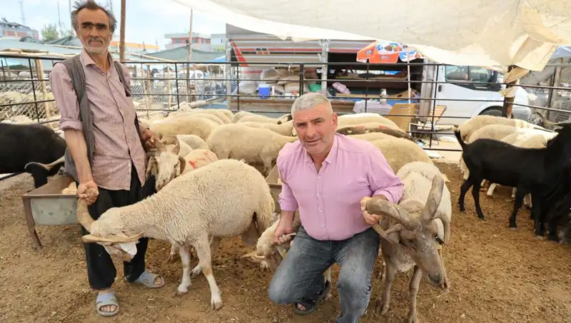 Kurban Pazarlarının Yıldızı: 4 Boynuzlu Koçlar Büyük İlgi Görüyor