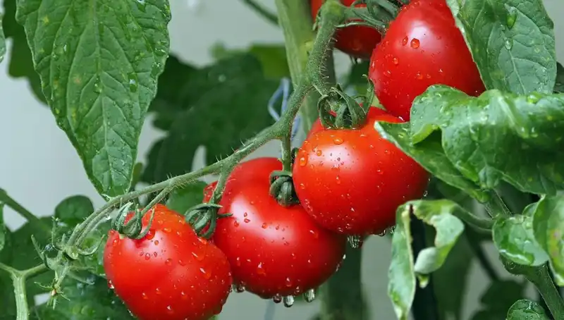 Domateslerin İlginç Geçmişi ve İnsan Sağlığı Üzerindeki Etkileri