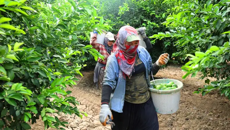 Markette Fiyatlar Yükselirken, Yeni Hasat Umut Vaadediyor