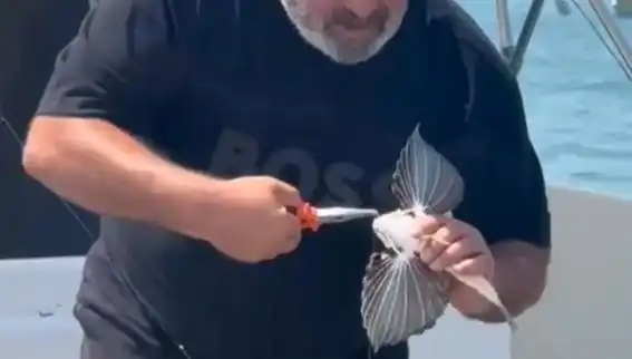 Saros Koyunda Nadir Görülen Kırlangıç Balığı Oltaya Takıldı