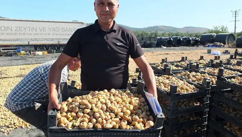 Balıkesir’de Hasat Zamanı: Çin ve Rusya'ya İhraç Edilen Ürünler