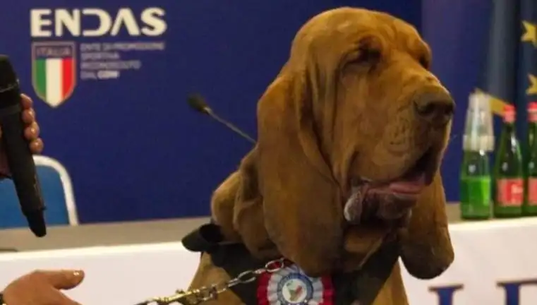 Arama Köpeği Suikastla Öldürüldü: Çivili Sosisle Olan İnanılmaz Olay