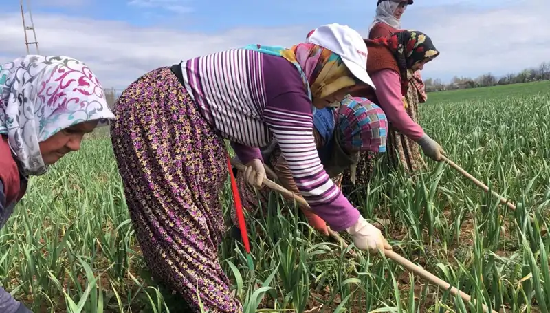 Beyaz Altın: Dünyayı Saran Bir Mucizenin Çapalama Dönemi Başladı