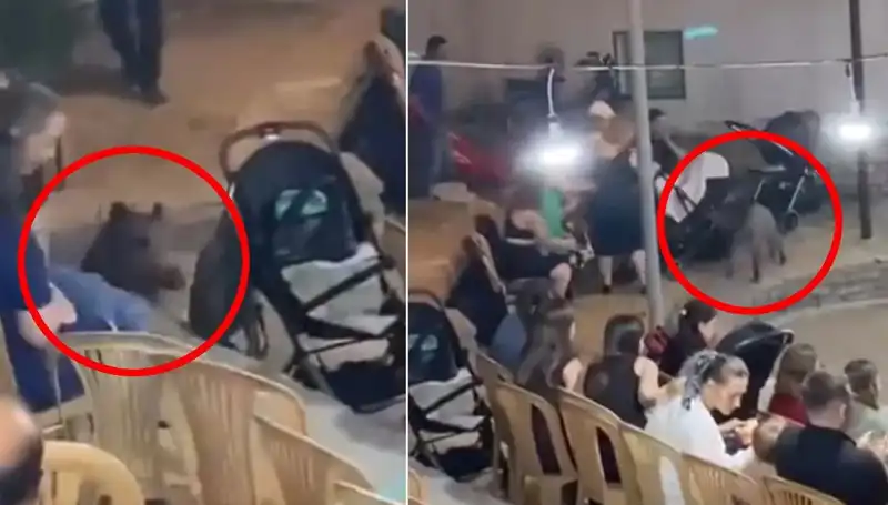 Düğün Törenine Aniden Dalma: Yaban Domuzu Paniği Herkesi Şaşırttı