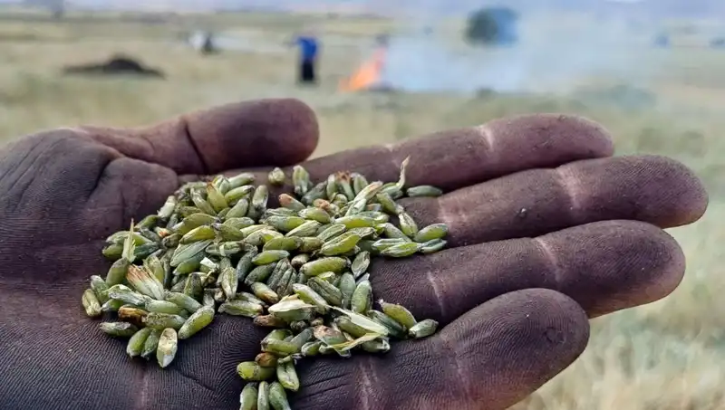 Firik Sezonu Başladı: Lezzeti ve Faydaları ile Daha Sağlıklı Beslenin