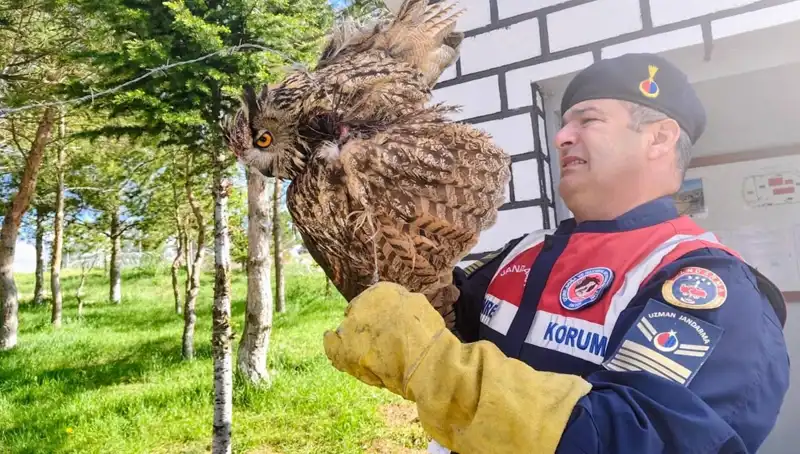 Dikenli Tellere Takılan Puhu: Doğa Koruma Eylemi ve Tedavi Süreci
