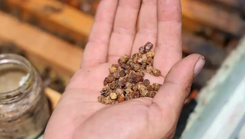 Protein Zengini Süper Gıda Artık Çöpe Değil, Pazar Raflarında