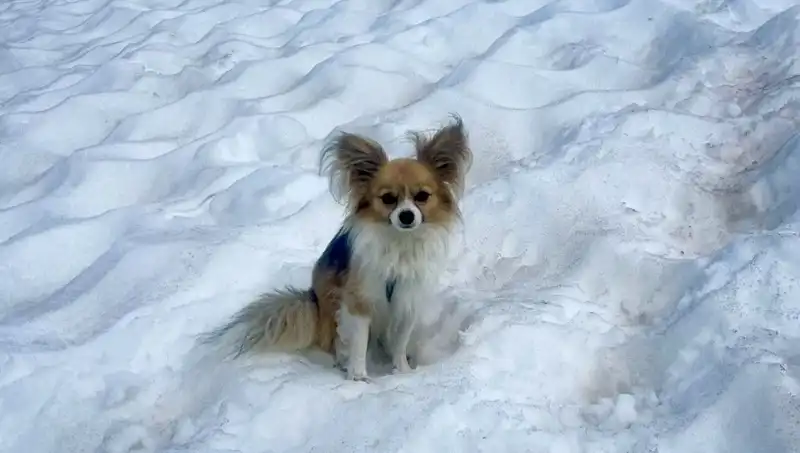 Buzul Yarığına Düşen Adamı Köpeği Nasıl Kurtardı?