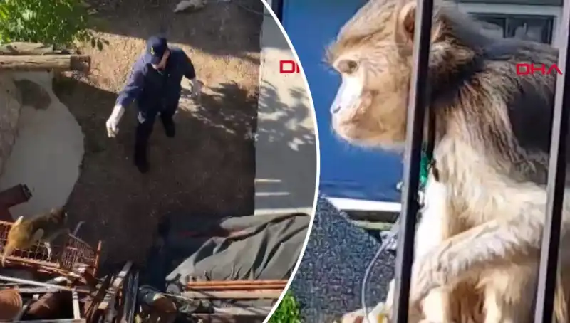 Muğla’da Şaşırtan Olay: Mahallede Maymun Kovalamacası Yaşandı!