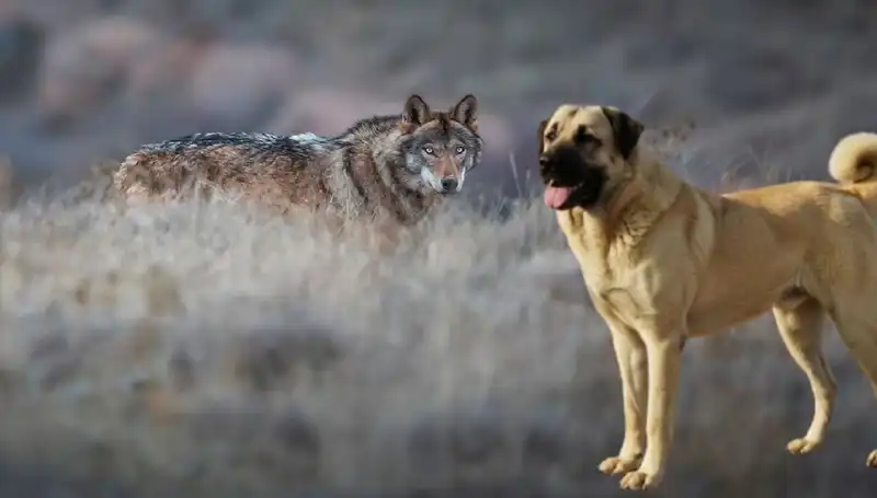 Kangal Köpeği: Kurt Popülasyonundaki Artışa Bağlı Talep Yükseliyor