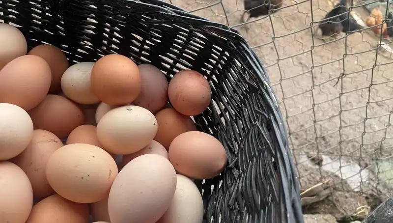 Okullar Açılırken Dünyanın En Ucuz Protein Kaynağı: Çocukların Beslenmesine Yeni Bir Çözüm