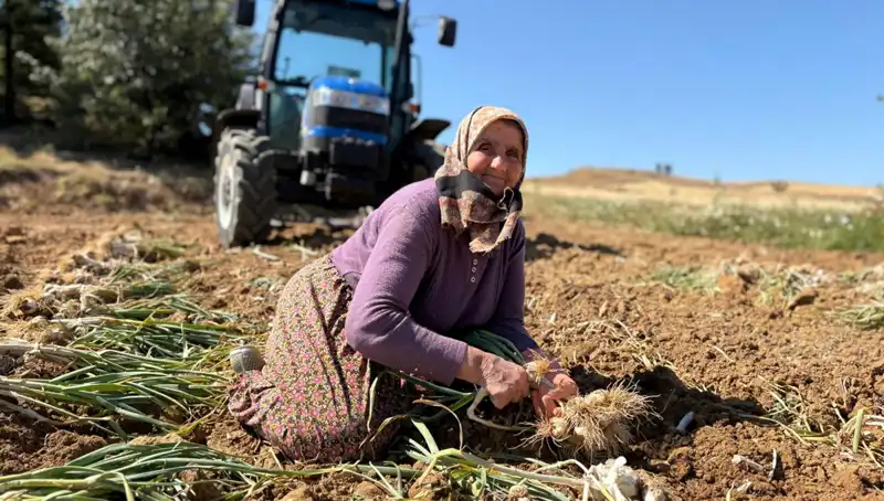 Dünyaca Ünlü Selenyum Kaynağı: Türkiye'de Tarladan 1200 Lira ile Toplanıyor