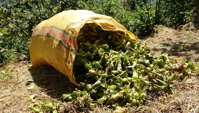 Fındık Hasadı Giresun'da Başladı: Çiftçiler Coşkuyla Tarlalarına Koştu
