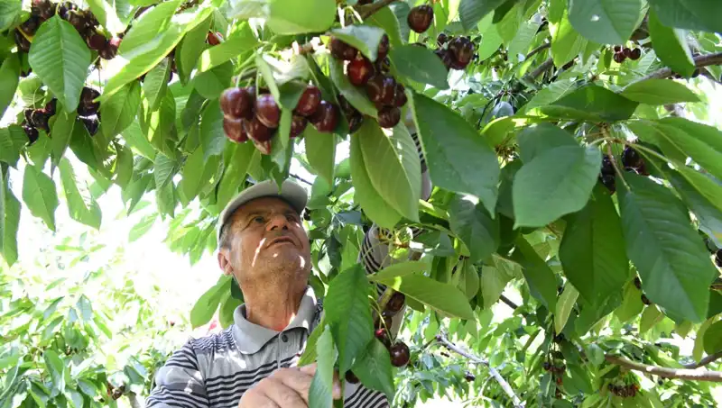 Lapseki Devi: Çay Bardağına Sığmayan Devasa Ürün